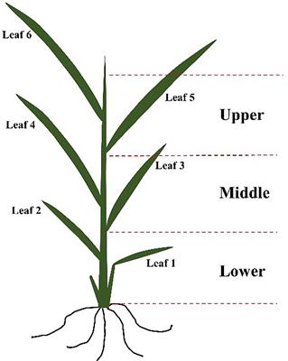 Based on machine learning algorithms for estimating leaf phosphorus concentration of rice using optimized spectral indices and continuous wavelet transform